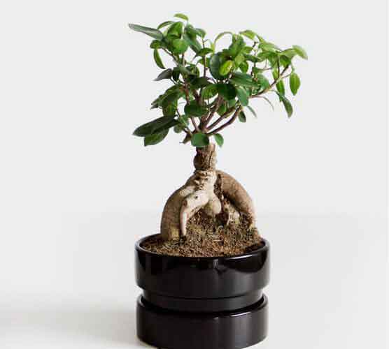 跨平台系统的ddos在线攻击