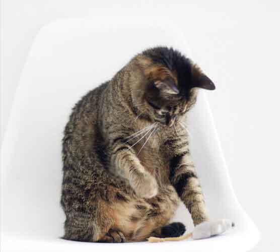 网站攻击工具手机版